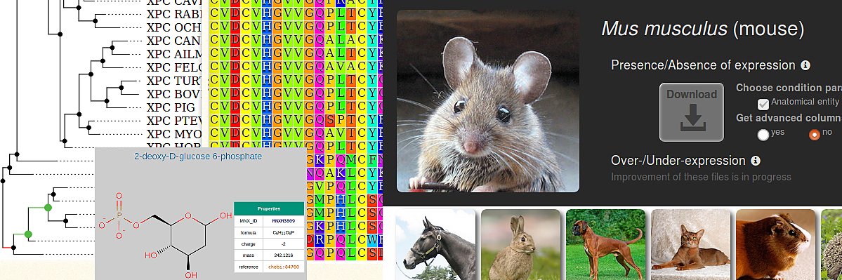 Moretti Sébastien banner