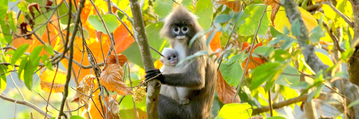 wildprimate's profile banner image