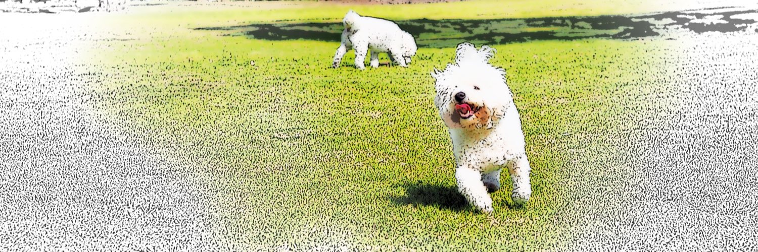 HappyBichon's profile banner image