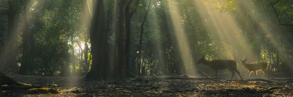SeanPatin's profile banner image