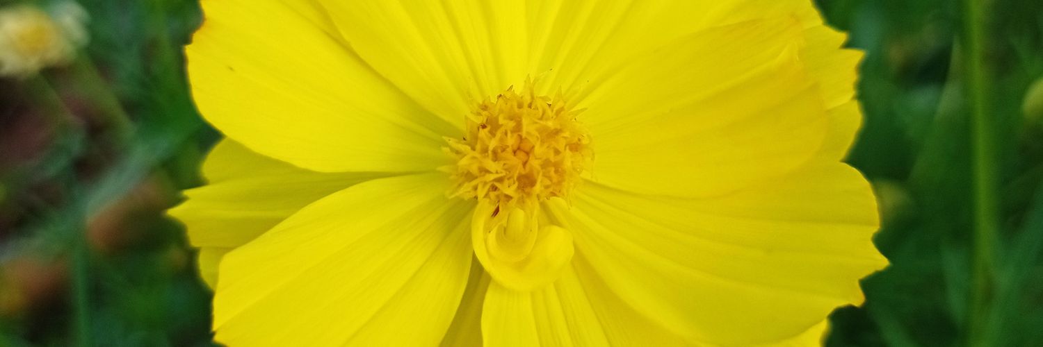 vindarantung's profile banner image