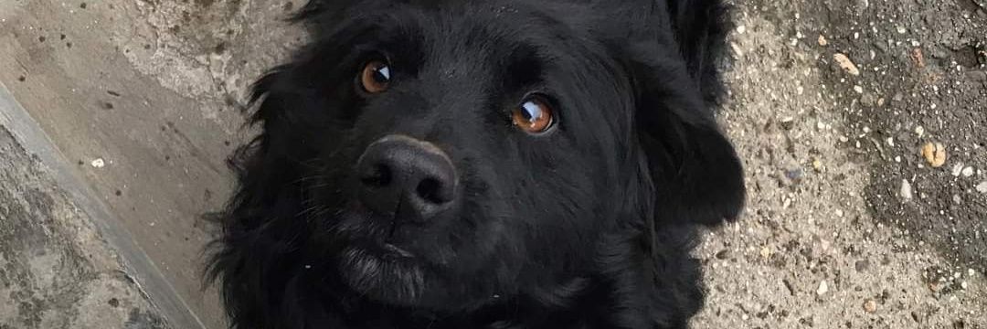 ČAJNING BOXING del HLORO banner