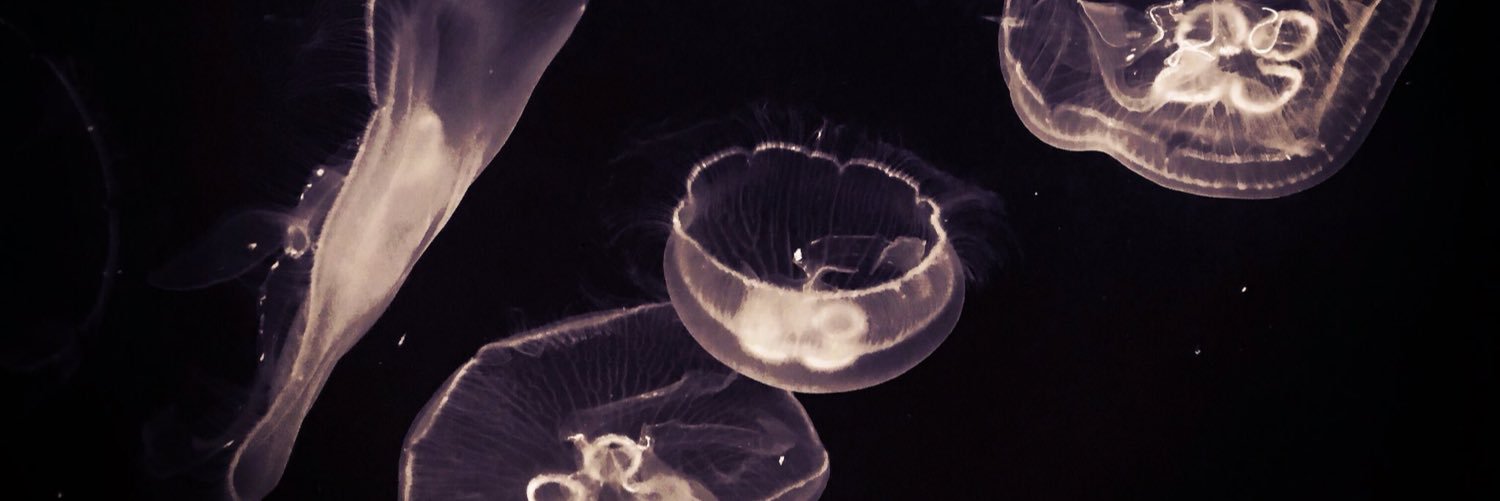 meeeeei131's profile banner image