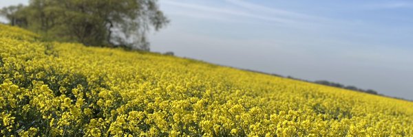 Tonihammy Profile Banner