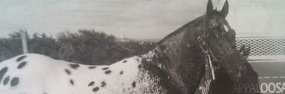 Hayes McDole's banner