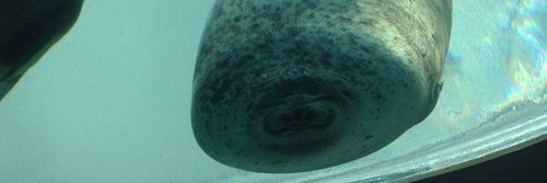 うどん部CEO banner