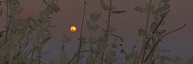 Elma 🍁's banner