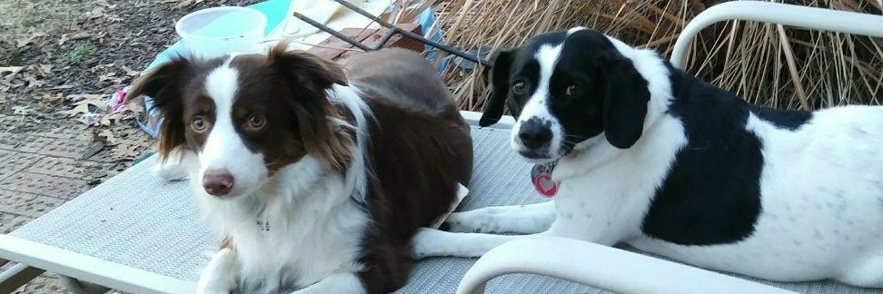 😉Lynn Little🐾🇺🇲 banner