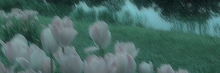 🌹Anyx🌹's banner