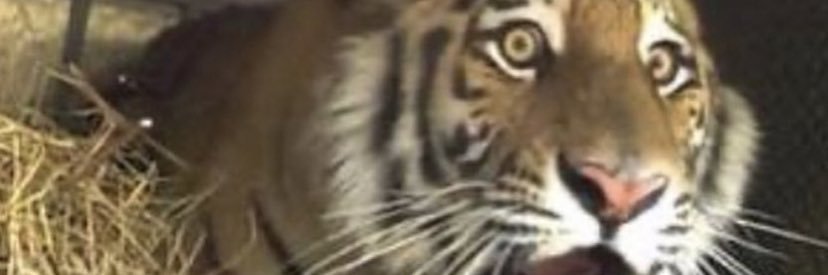 jaack banner