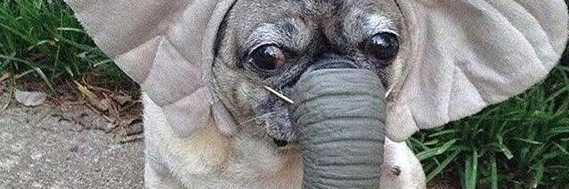 shortfatty banner