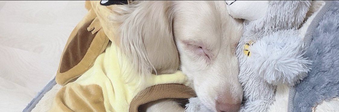 あちゃも🐣 banner