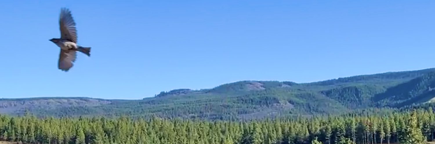 nancyniles's profile banner image