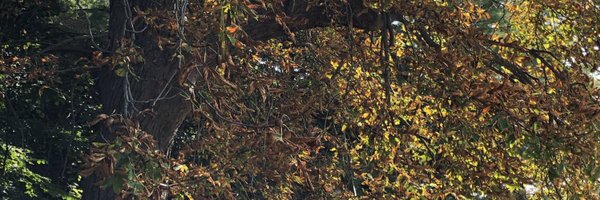 SarikaHenry Profile Banner