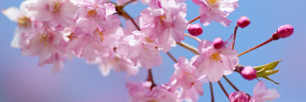 あんみつ banner