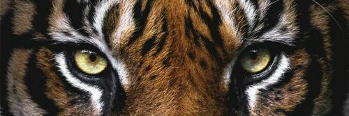 rafacantos99's profile banner image