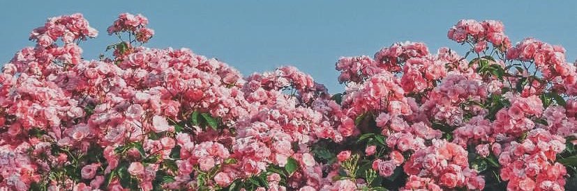ayseozbi's profile banner image