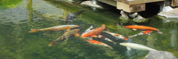 imaia78 Profile Banner