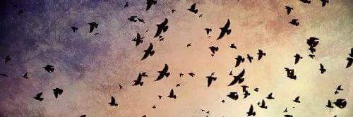 eduarda1346's profile banner image