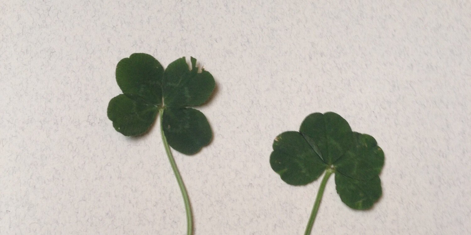 chigutaros's profile banner image
