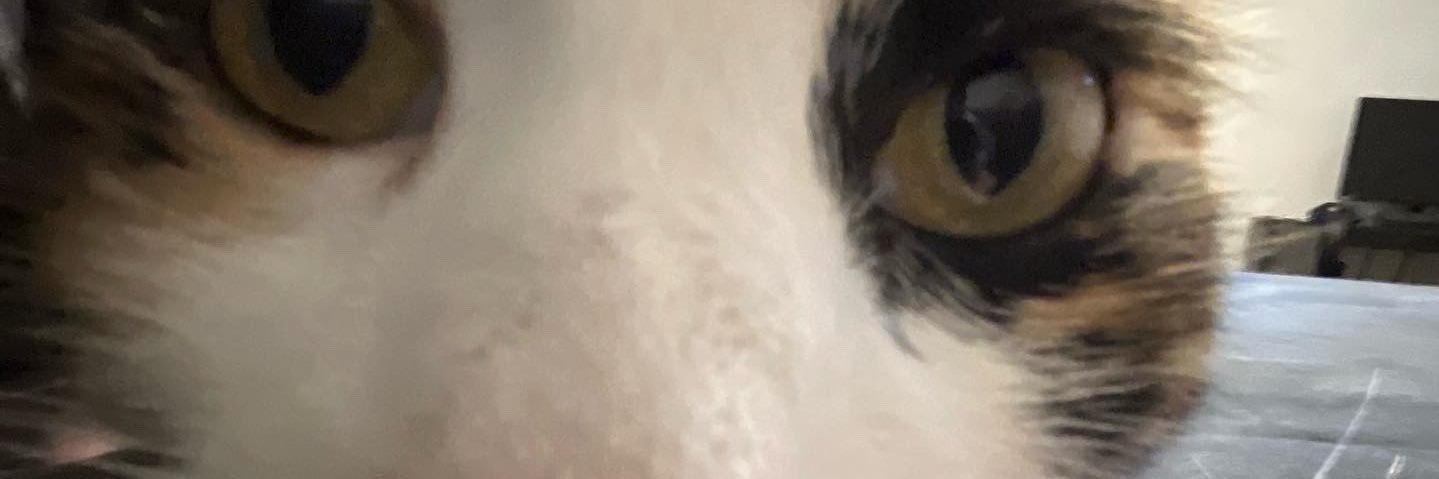 FinnCedar's profile banner image