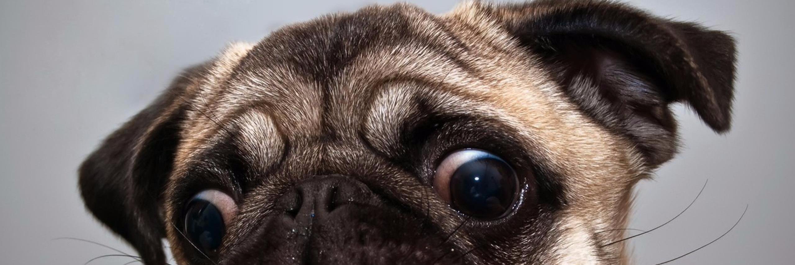 animalfunny34's profile banner image