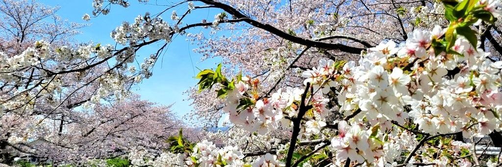 miyako_soir's profile banner image