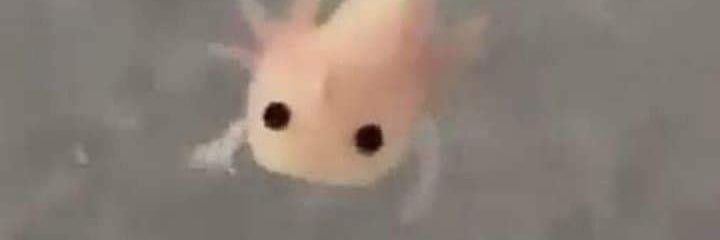 Lilifeex's profile banner image