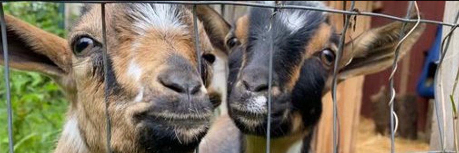 Katie MacBride @msmacb on bluesky banner