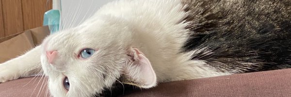 dcffk Profile Banner