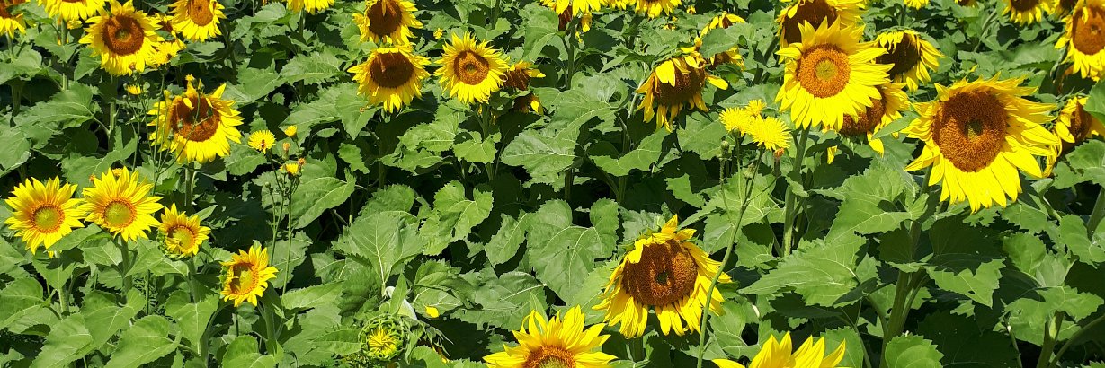 Savy 🇨🇦 banner