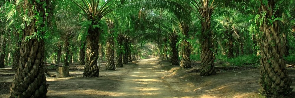 ExposePalmOil's profile banner image
