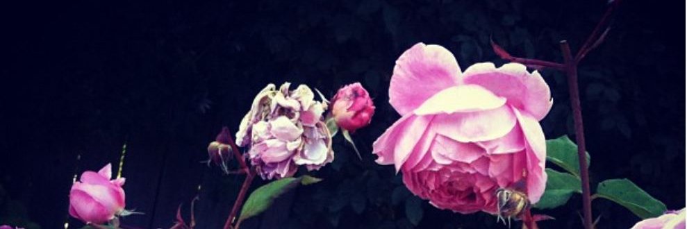 Paige_Brettle's profile banner image