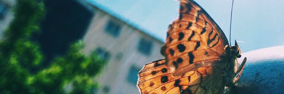 mervesemaa's profile banner image