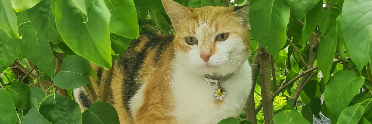 lucyisapanda's profile banner image