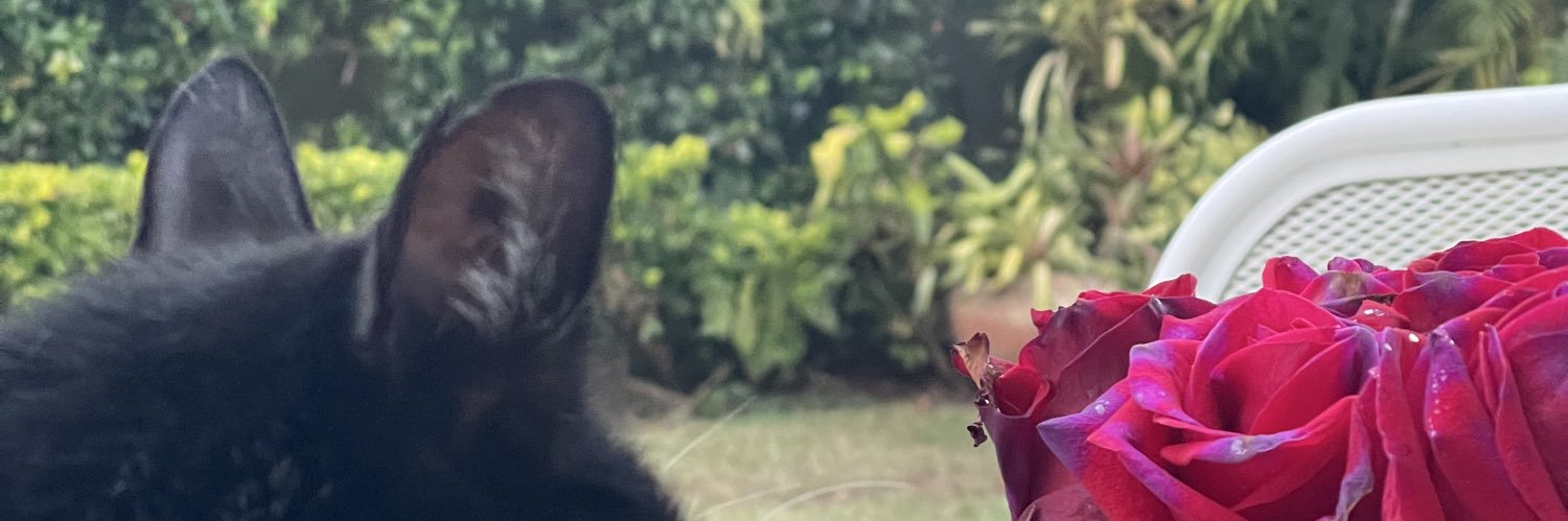 ginesdejongh's profile banner image