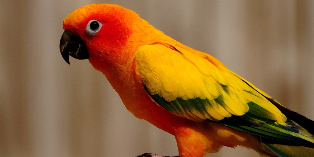 🔴💊π² | ETHGas ⛽ banner