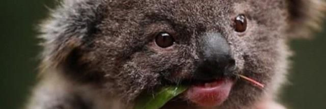 GormanGrant's profile banner image