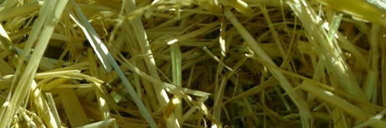 Genobebasmas's profile banner image