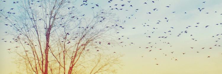 lindsey. banner