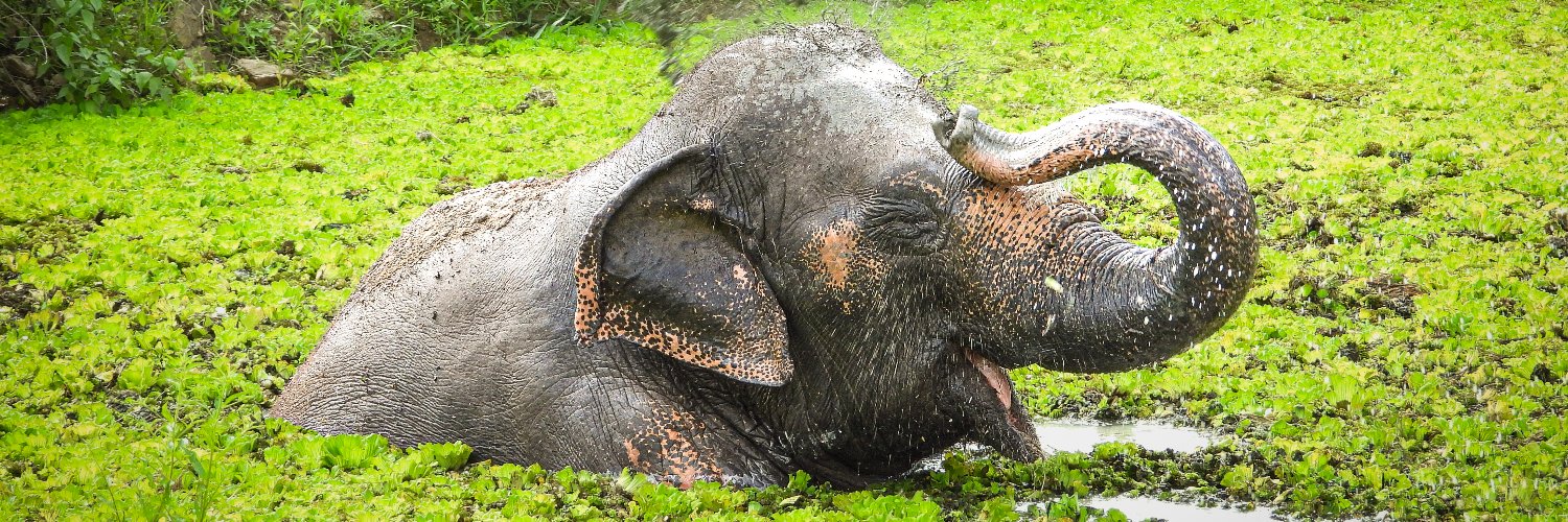 Wildlife Friends Foundation Thailand banner