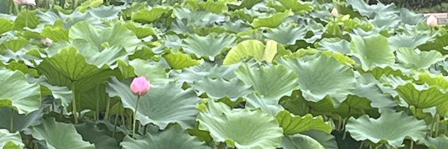 sy_alice's profile banner image