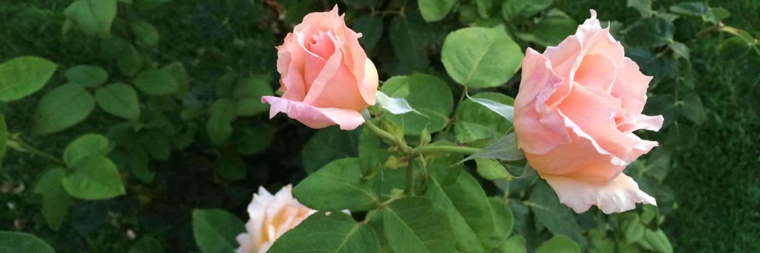 EverSLRoy's profile banner image