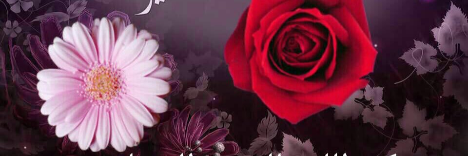 ammohed1's profile banner image