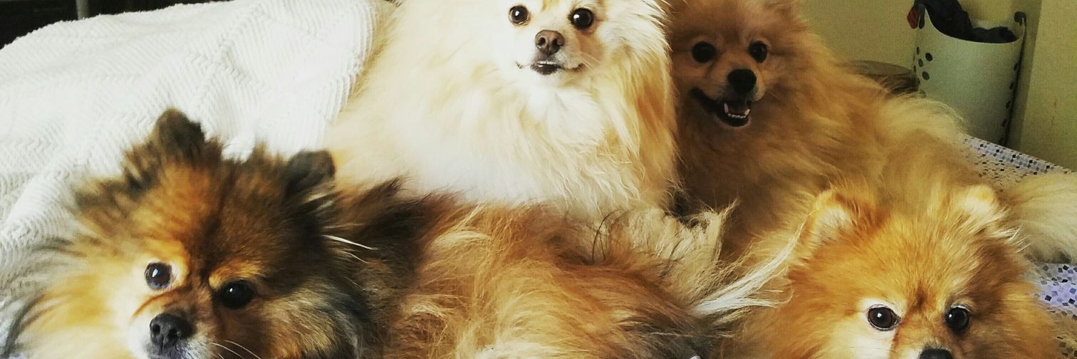jesscbella's profile banner image