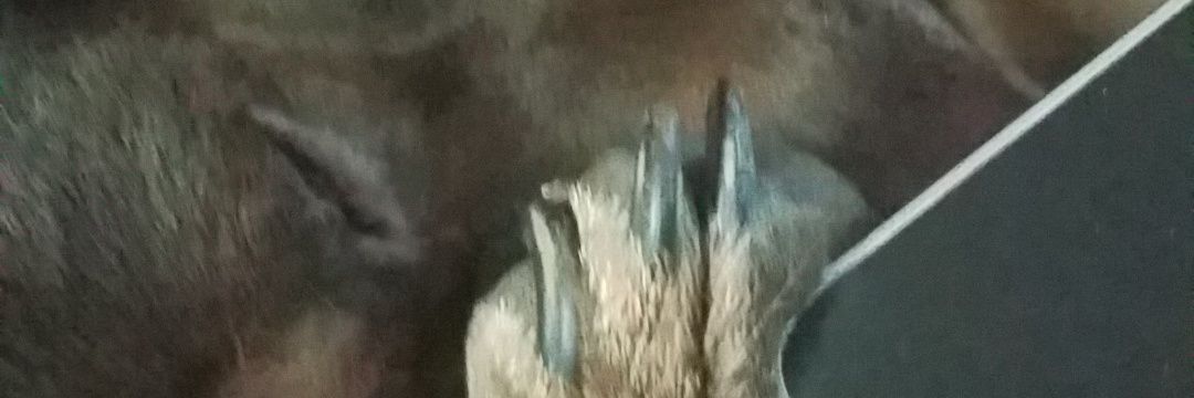 karibryant03's profile banner image