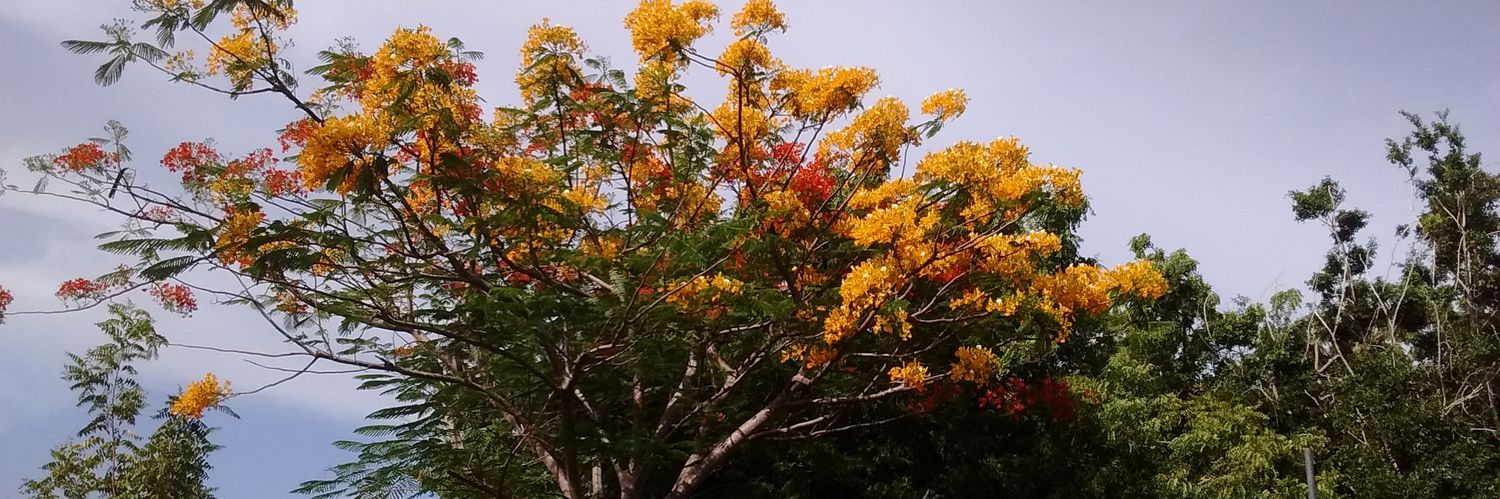 DessyBonesColon's profile banner image