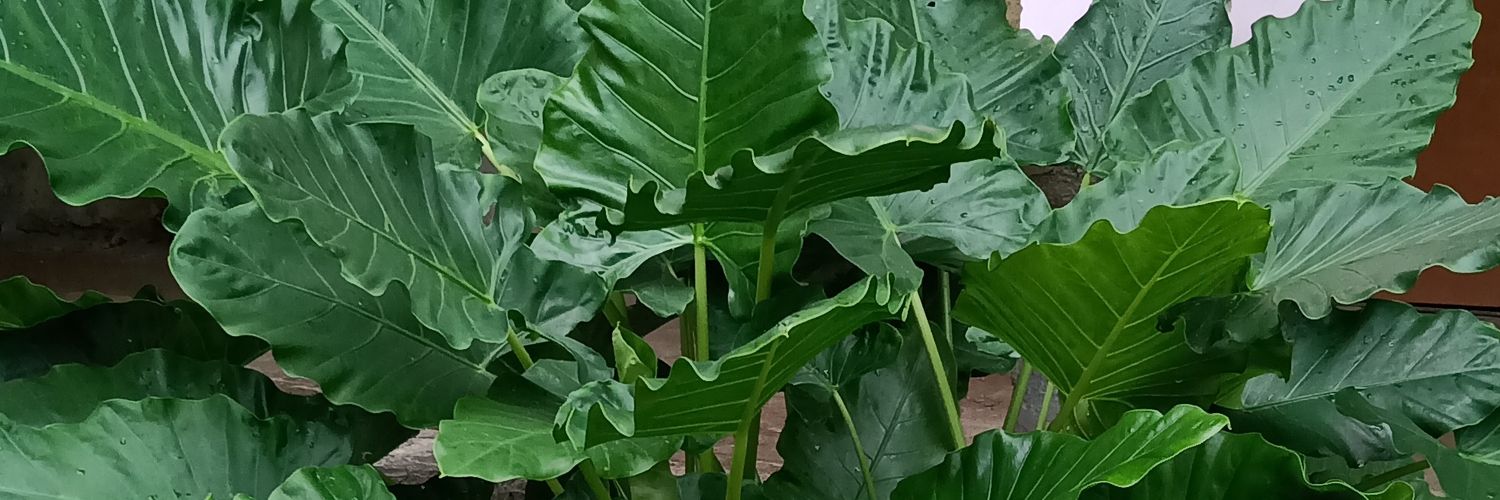 pateladolf123's profile banner image