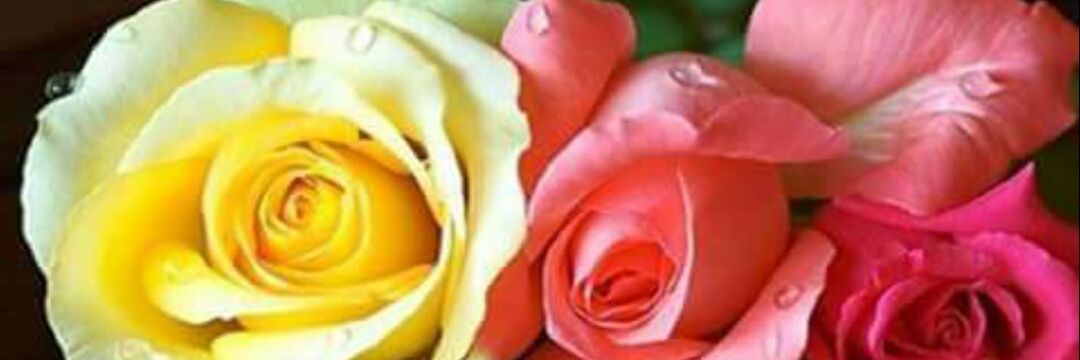 shaan_saar's profile banner image