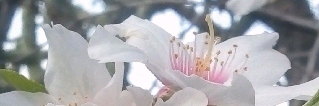 Palmerita 🌊🌴☀️ banner